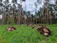 Szkody w lasach po nawałnicy.