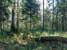 Konsultacje społeczne - powierzchnie referencyjne i obszary HCV